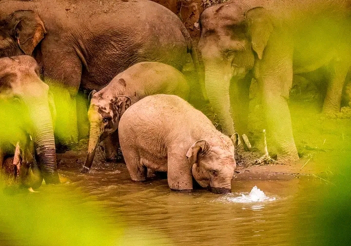 يوم الفيل العالمي: حماية الأفيال الآسيوية في الصين