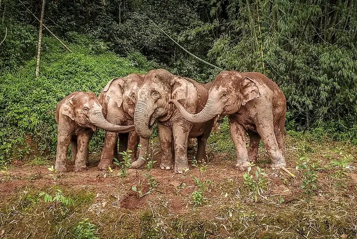 يوم الفيل العالمي: حماية الأفيال الآسيوية في الصين
