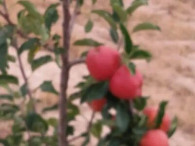 أشجار التفاح من الكالا