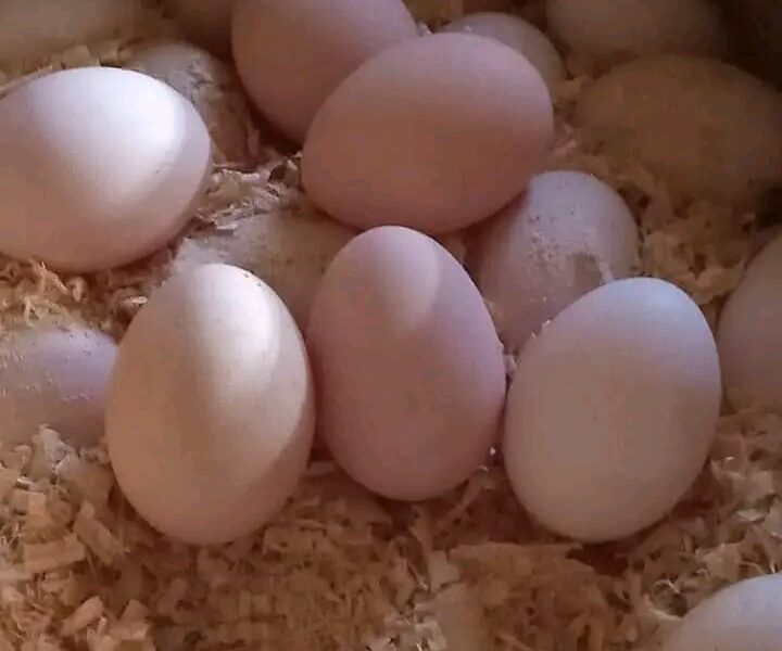 بيض مخصب لسلالة الأسترالوب
