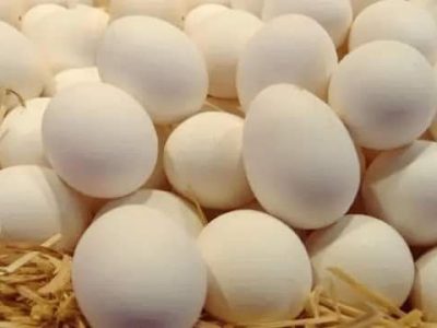 بيض مخصب لدجاج حر