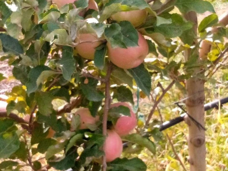 تفاح للبيع