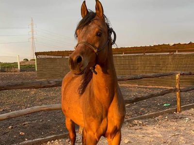 خيول عربية أصيلة للبيع