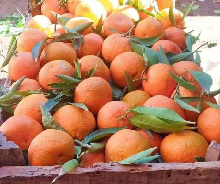 برتقال نوع كلمنطي