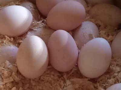بيض الأسترالوب ودجاج الأمروك