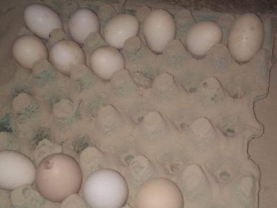 بيض مخصب لدجاج الفينيكس