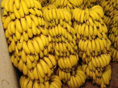 الموز بلدي للبيع