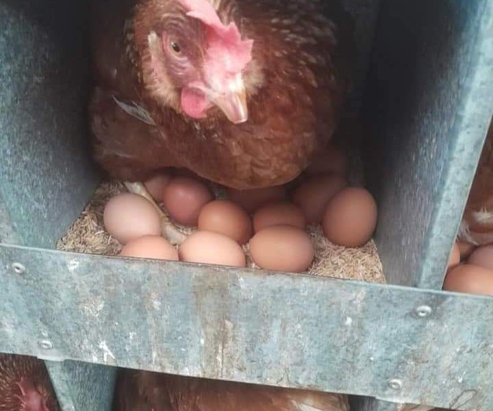 بيض مخصب