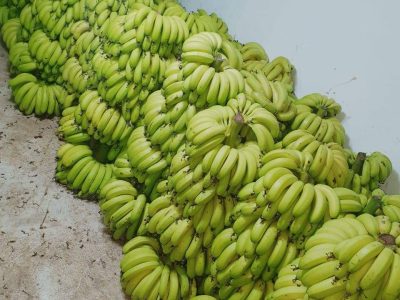 الموز للبيع مع إمكانية التوصيل