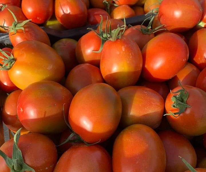 طماطم بلدية