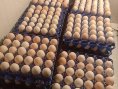 مطلوب 450 بيضة مخصبة