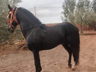 حصان للبيع المرݣد مراكش