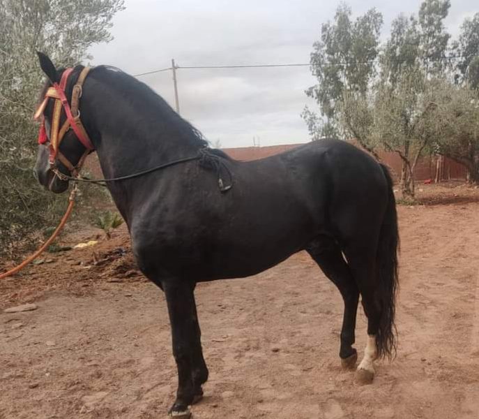 حصان للبيع المرݣد مراكش