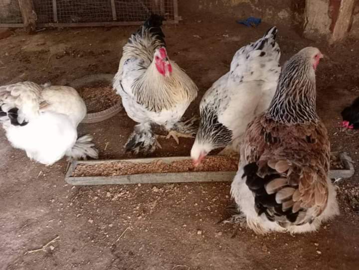 دجاج البراهما أرميني