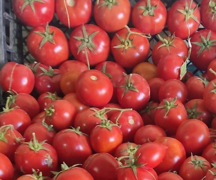 طماطم بلدية مليحة