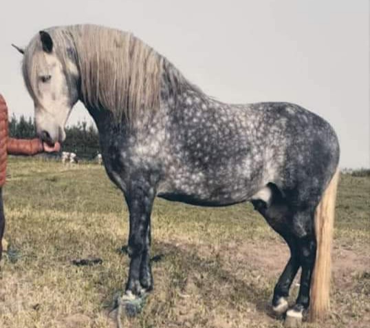 حصان للبيع المرݣد بوزنيقة