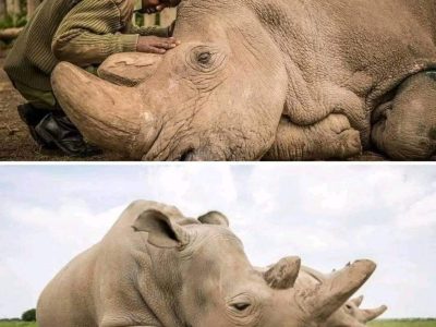 رسميا انقراض وحيد القرن