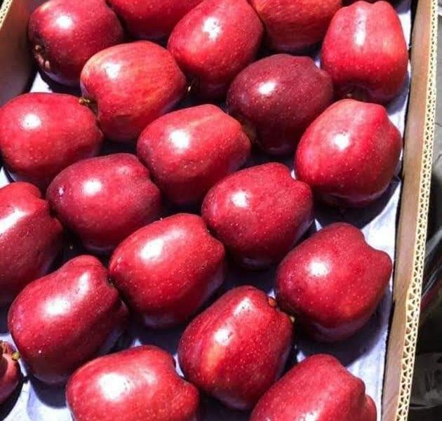 تفاح أحمر مليح