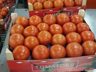 طماطم للبيع