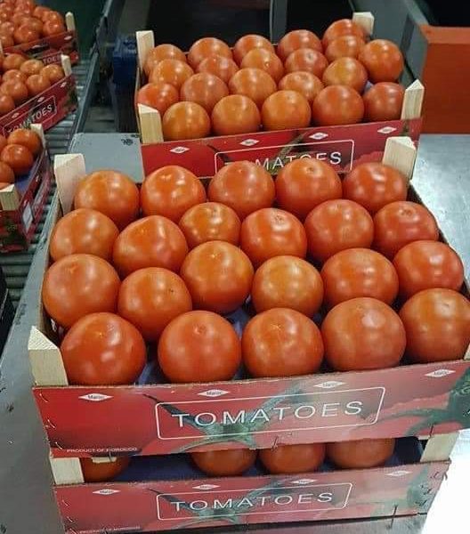 طماطم للبيع