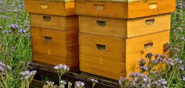 صندوق تربية النحل