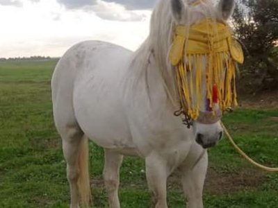 حصان للبيع السن 11سنة المرݣد القنيطرة
