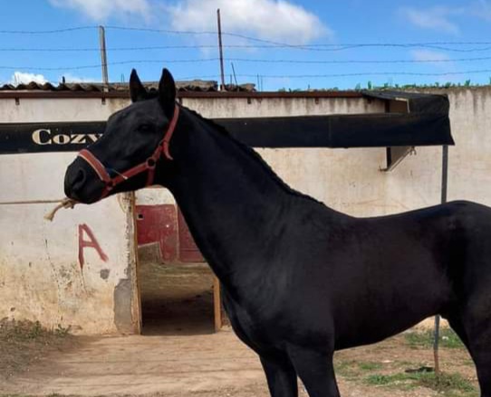 حصان آدهم للبيع المرݣد المحمدية