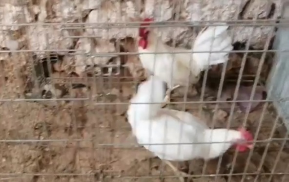 دجاج ليجوران أبيض و أحمر