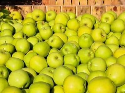 تفاح مليح للبيع