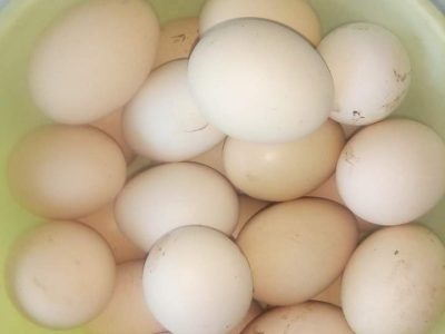 بيض مخصب فيومي
