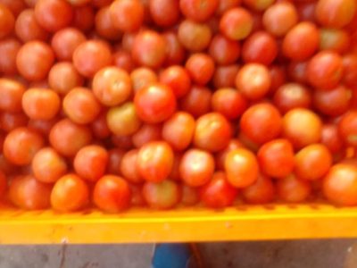 الطماطم 20 صندوق