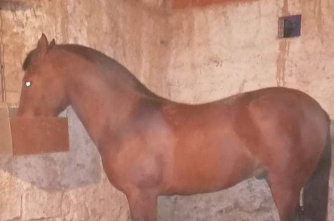 حصان للبيع المرݣد وجدة