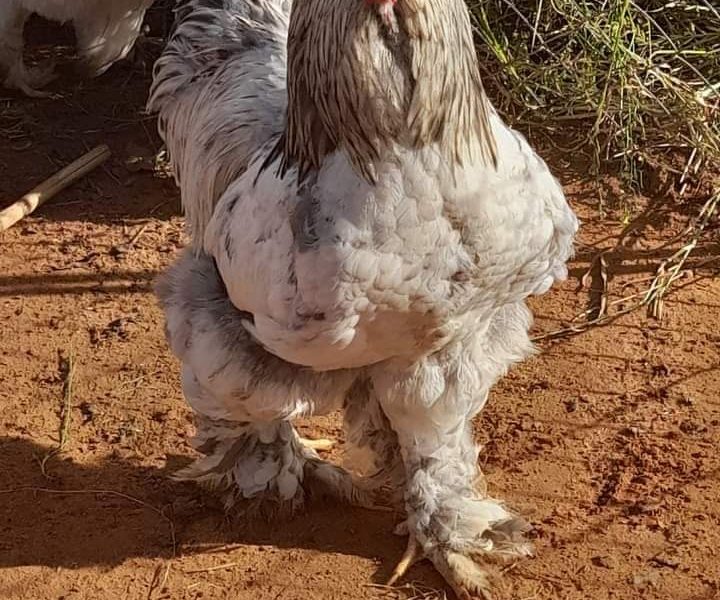 دجاج البراهما حر متواجد نواحي الرباط وسلا القنيطرة