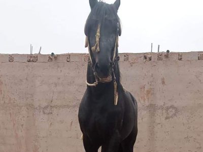 حصان للبيع المرݣد قلعة السراغنة