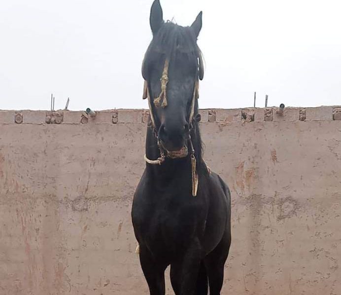 حصان للبيع المرݣد قلعة السراغنة