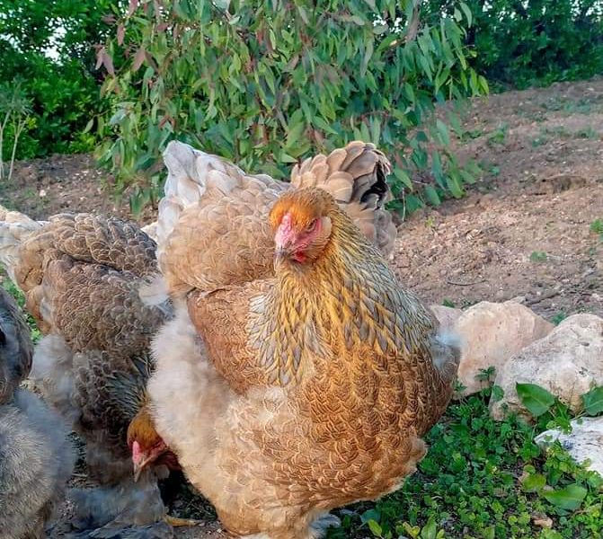 دجاج وبيض مخصب البراهما