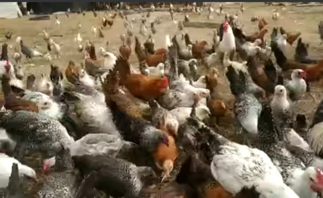 دجاج فيومي حر