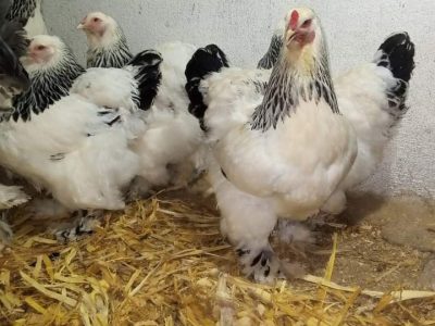دجاج بيض براهما كيوتي براهما ارميني فيومي الومنيوم