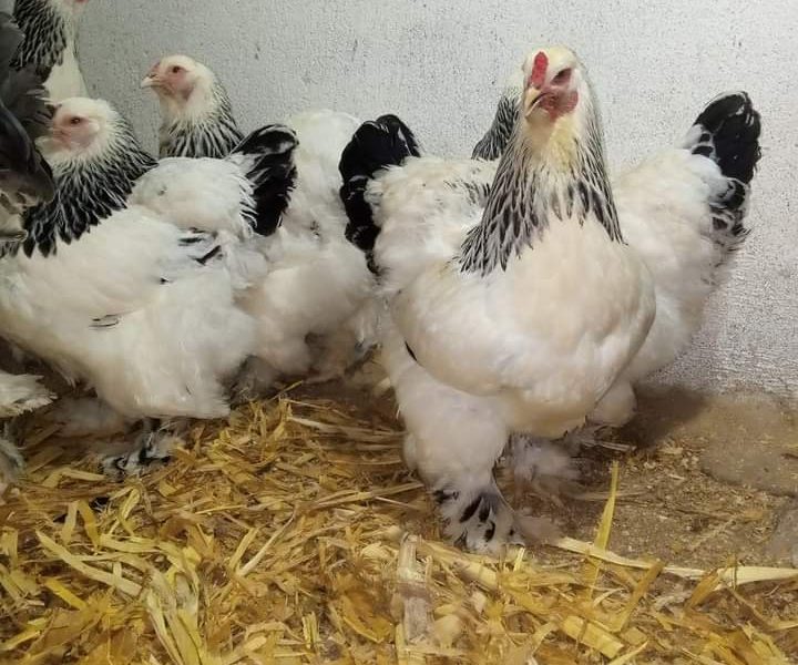 دجاج بيض براهما كيوتي براهما ارميني فيومي الومنيوم