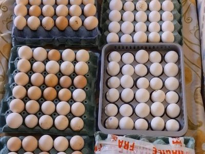 للبيع 300 بيضة مخصبة