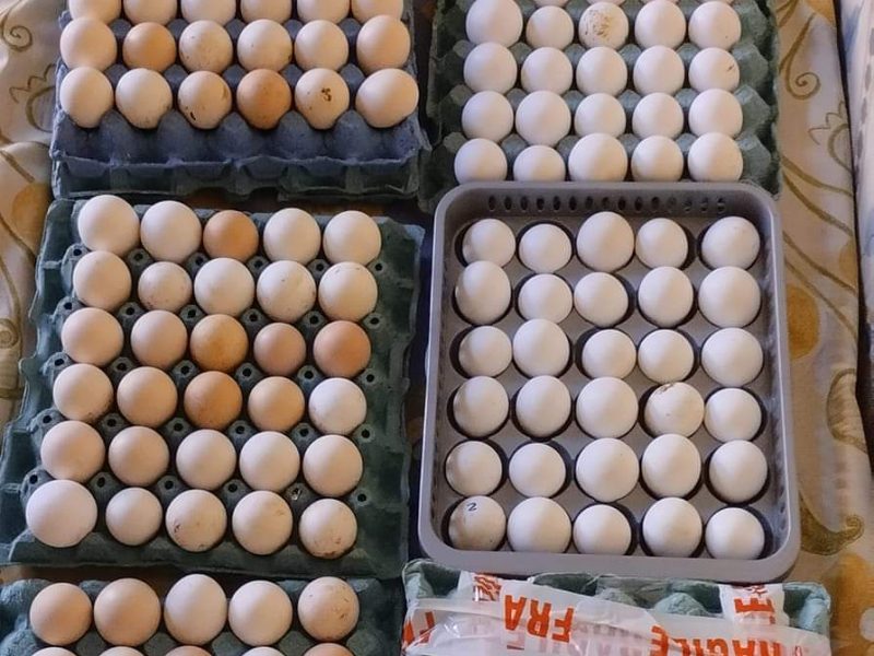 للبيع 300 بيضة مخصبة