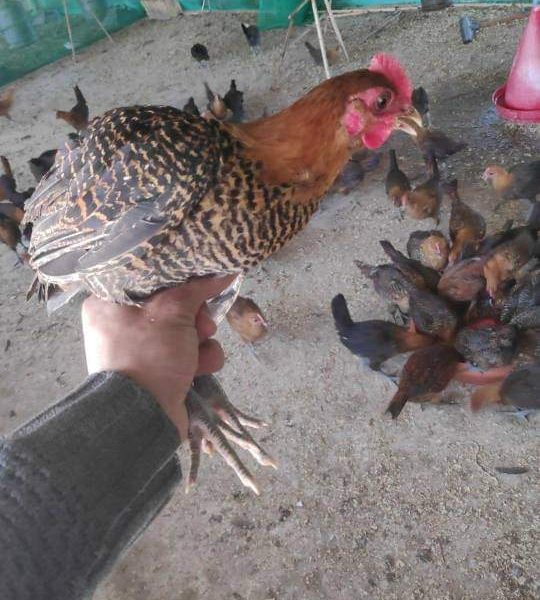 دجاج فيومي