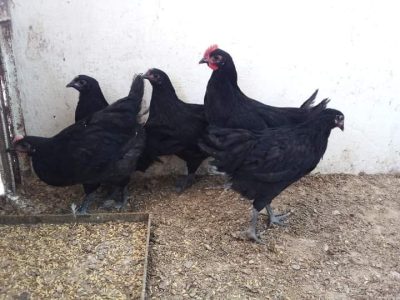 دجاج سلالة الأسترالوب الأسود