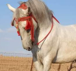 حصان للبيع المرݣد الحاجب