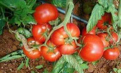 طماطم بلدية مليحة