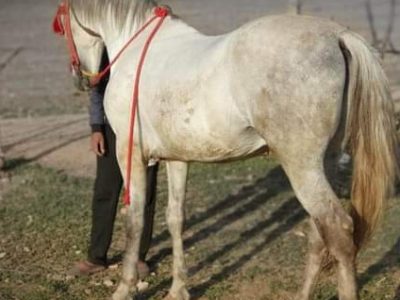 حصان للبيع المرݣد مكناس
