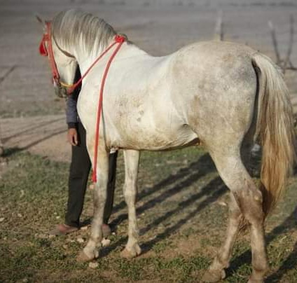 حصان للبيع المرݣد مكناس