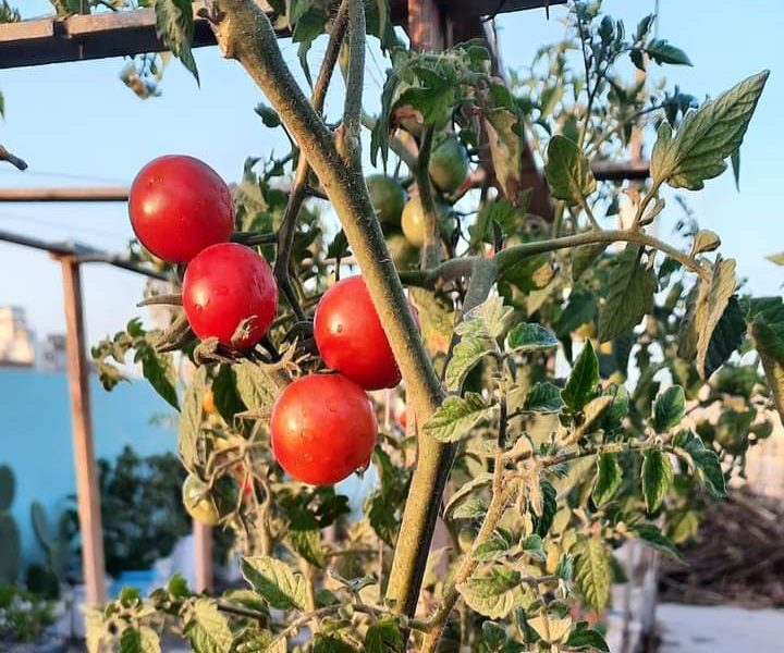 طماطم سلعة مليحة للبيع