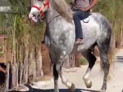 حصان للبيع المرݣد القنيطرة