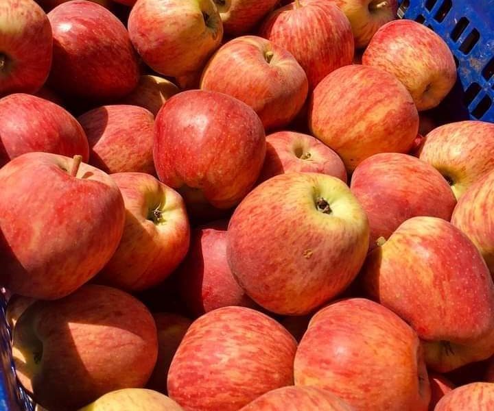 تفاح للبيع نوع: غولدن